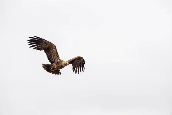 Tawny Örn Kruger Park Sydafrika Medan Flyger Isolerad Vit — Stockfoto