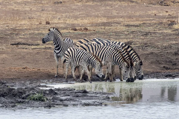 Группа Зебра Пьет Бассейне Парке Крюгера Юге Африки Водяным Отражением — стоковое фото
