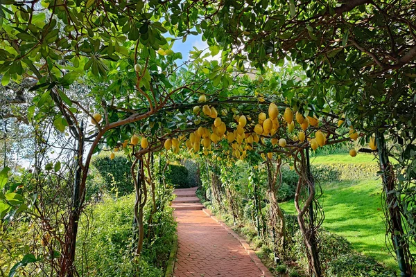 Лимонний Гай Вид Сад — стокове фото
