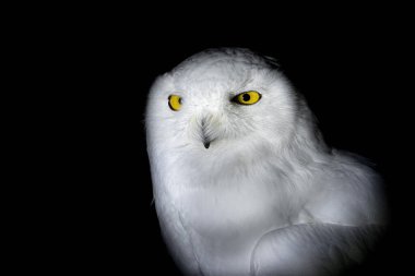 Kar baykuşu portresi, siyah üzerinde izole edilmiş sana bakıyor.