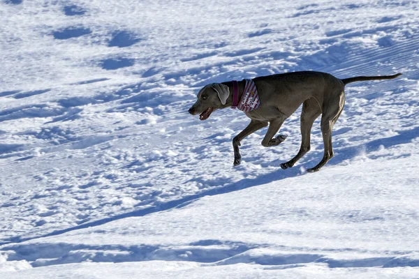 Собака Играет Снегу Зимой — стоковое фото