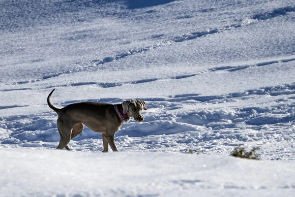 Köpek Kışın Karda Oynuyor — Stok fotoğraf