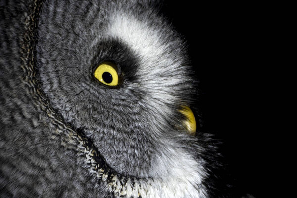 Портрет совы, смотрящий на тебя на черном фоне