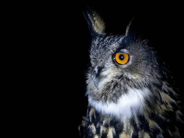 Sova Portrét Při Pohledu Vás Izolované Černém Pozadí — Stock fotografie