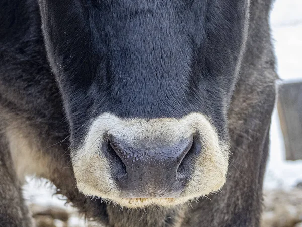 Szczegóły Nosa Krowy Bliska Portret — Zdjęcie stockowe