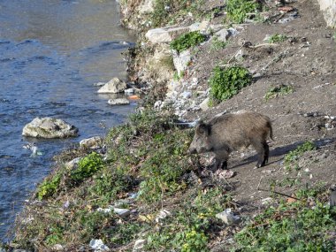 Cenova 'nın Bisagno kasabasında domuz humması. İtalya' nın Bisagno nehri. Çöpte yiyecek arıyor.
