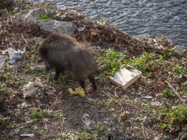Cenova 'nın Bisagno kasabasında domuz humması. İtalya' nın Bisagno nehri. Çöpte yiyecek arıyor.