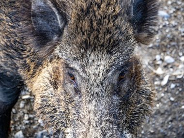 Cenova 'nın Bisagno kasabasında domuz humması. İtalya' nın vahşi doğası.