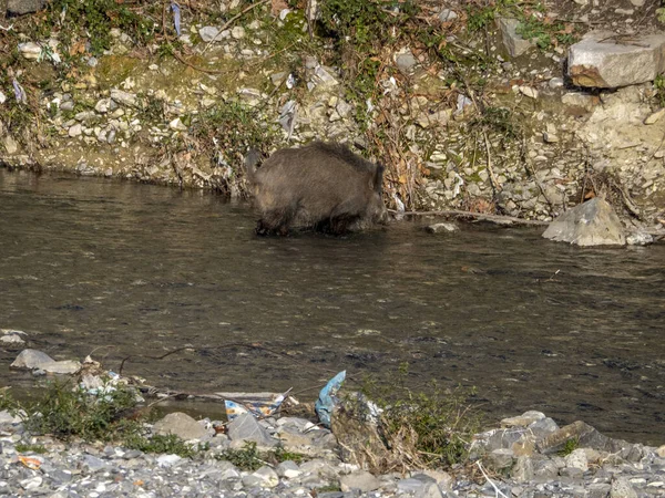 Peste Porcina Jabalí Ciudad Génova Río Bisagno Italia Fauna Urbana —  Fotos de Stock