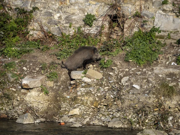 Peste Porcina Jabalí Ciudad Génova Río Bisagno Italia Fauna Urbana —  Fotos de Stock