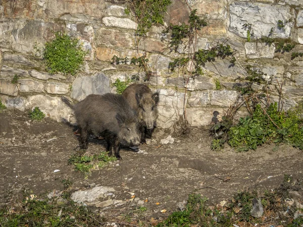 Peste Porcina Jabalí Ciudad Génova Río Bisagno Italia Fauna Urbana —  Fotos de Stock