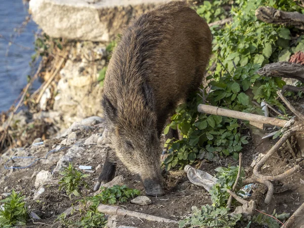 ジェノヴァの豚熱野生のイノシシビサグノ川イタリア 都市野生動物 — ストック写真