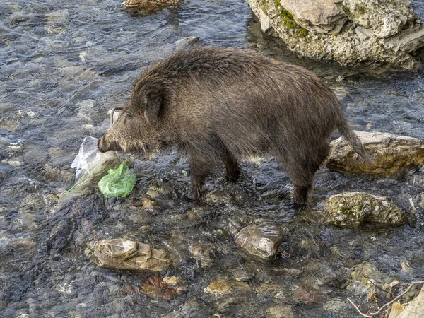 Schweinepest Wildschweine Genua Stadt Bisagno Fluss Italien Urbane Wildtiere Auf — Stockfoto