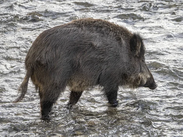 ジェノヴァの豚熱野生のイノシシビサグノ川イタリア 都市野生動物 — ストック写真