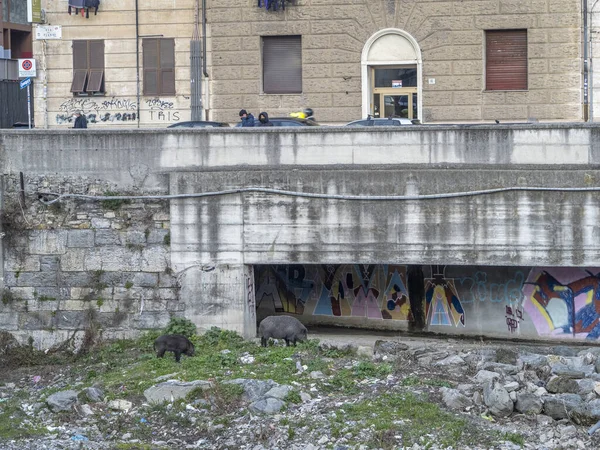 Peste Suína Javali Selvagem Genoa Cidade Bisagno Rio Itália Vida — Fotografia de Stock