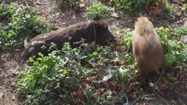Cenova 'nın Bisagno kasabasında domuz humması. İtalya' nın Bisagno nehri. Çöpte yiyecek arıyor.