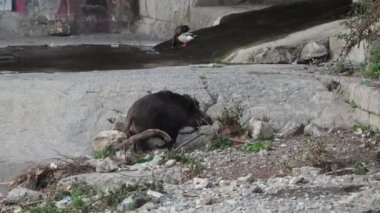 Cenova kasabası nehrinde yaban domuzu