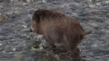 Cenova 'nın Bisagno kasabasında domuz humması. İtalya' nın Bisagno nehri. Çöpte yiyecek arıyor.
