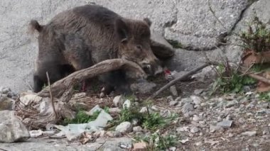 Ceneviz Kasabası 'ndaki vahşi liman