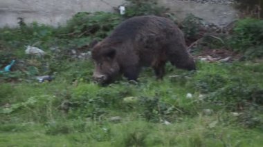 Cenova 'nın Bisagno kasabasında domuz humması. İtalya' nın Bisagno nehri. Çöpte yiyecek arıyor.