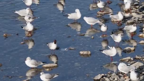 Γλάροι Και Πουλιά Στα Καταγάλανα Νερά Του Ποταμού — Αρχείο Βίντεο