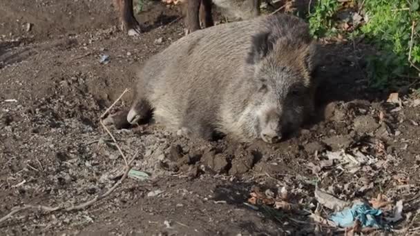 ジェノヴァの豚熱野生のイノシシビサグノ川イタリア都市の野生動物はゴミ中の食品を探しています — ストック動画