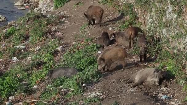 Schweinepest Wildschweine Genua Stadt Bisagno Fluss Italien Urbane Wildtiere Auf — Stockvideo