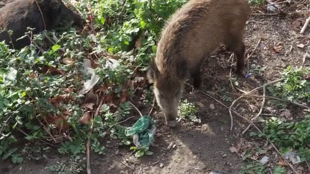 ジェノヴァの豚熱野生のイノシシビサグノ川イタリア都市の野生動物はゴミ中の食品を探しています — ストック動画