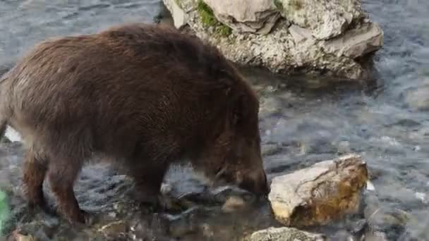 Schweinepest Wildschweine Genua Stadt Bisagno Fluss Italien Urbane Wildtiere Auf — Stockvideo