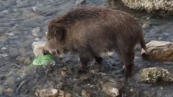 ジェノヴァの豚熱野生のイノシシビサグノ川イタリア都市の野生動物はゴミ中の食品を探しています — ストック動画