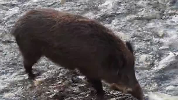 热那亚城市野猪热意大利城市野猪在垃圾堆中觅食 — 图库视频影像