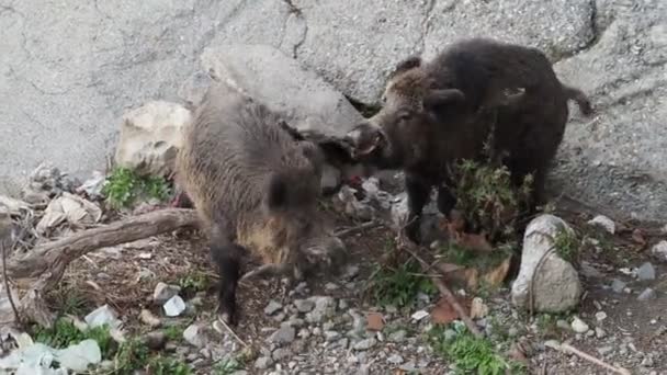 Schweinepest Wildschweine Genua Stadt Bisagno Fluss Italien Urbane Wildtiere Auf — Stockvideo