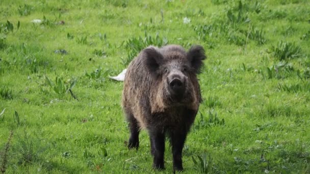 Schweinepest Wildschweine Genua Stadt Bisagno Fluss Italien Urbane Wildtiere Auf — Stockvideo