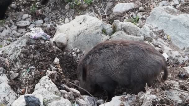 ジェノヴァの豚熱野生のイノシシビサグノ川イタリア都市の野生動物はゴミ中の食品を探しています — ストック動画