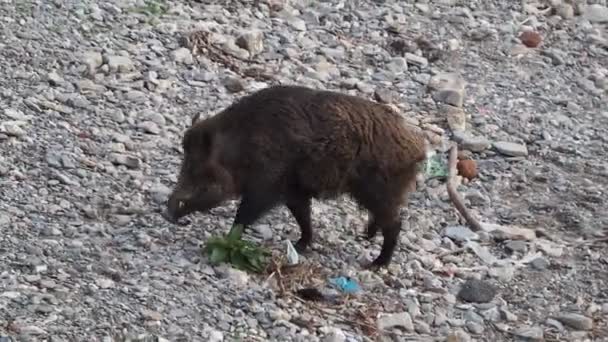 ジェノヴァの豚熱野生のイノシシビサグノ川イタリア都市の野生動物はゴミ中の食品を探しています — ストック動画