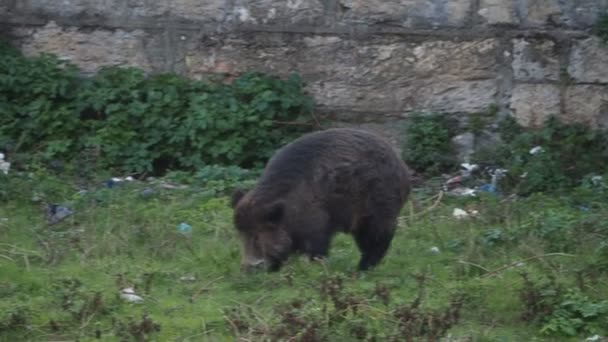 ジェノヴァの豚熱野生のイノシシビサグノ川イタリア都市の野生動物はゴミ中の食品を探しています — ストック動画