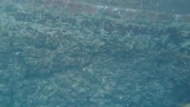 Yavru Kaliforniya deniz aslanı sana eğlenmek ve su altında oynamak için geliyor.