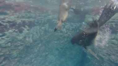 Yavru Kaliforniya deniz aslanı sana eğlenmek ve su altında oynamak için geliyor.