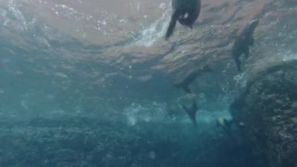 Filhote Cachorro Californiano Foca Leão Marinho Chegando Você Para Divertir — Vídeo de Stock