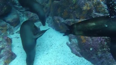 Yavru Kaliforniya deniz aslanı sana eğlenmek ve su altında oynamak için geliyor.