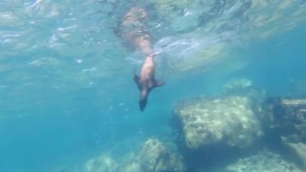 Californische Zeeleeuw Zeehond Komt Naar Toe Plezier Hebben Spelen Onder — Stockvideo