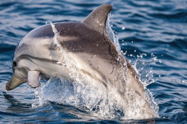 Mavi denizin dışında zıplayan çizgili yunuslar 