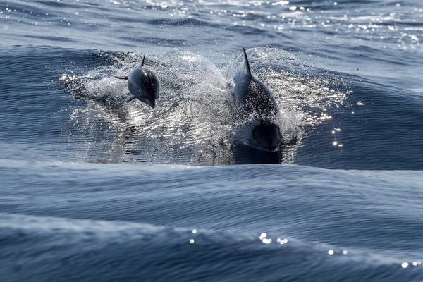Мати Теля Смугастий Дельфіни Стрибають Межами Блакитного Моря — стокове фото