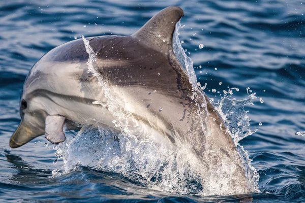Delfines Rayados Saltando Fuera Del Mar Azul —  Fotos de Stock