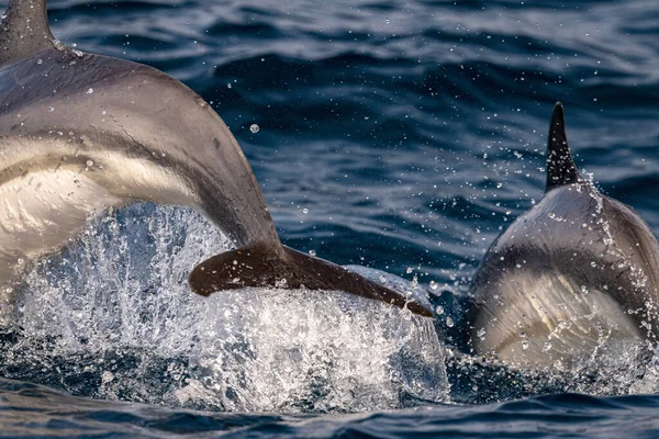 Delfines Rayados Saltando Fuera Del Mar Azul — Foto de Stock