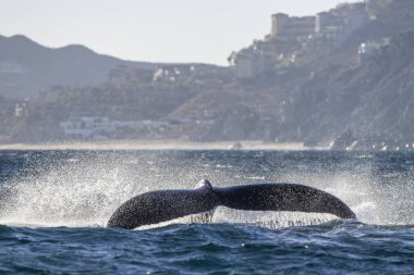 Cabo San Lucas Meksika 'da kambur balina kuyruğunu tokatlıyor.