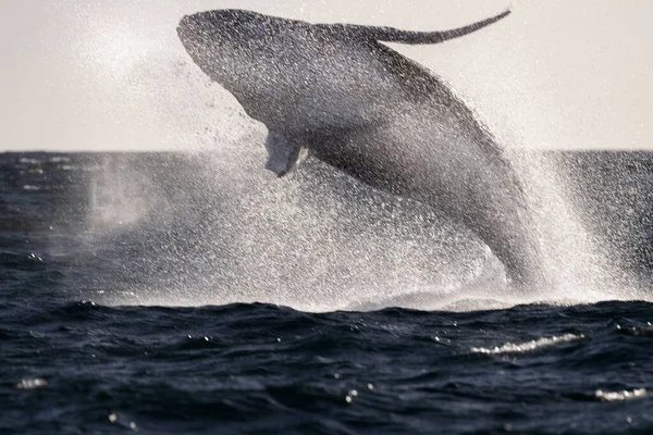 Humpback Whale Breaching Cabo San Lucas Mexico Artistic Image — Stock Photo, Image