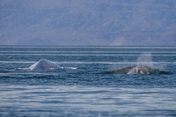 Blue Whale Loreto Baja California Sur Mexico Endangered Biggest Animal — Stock Photo, Image