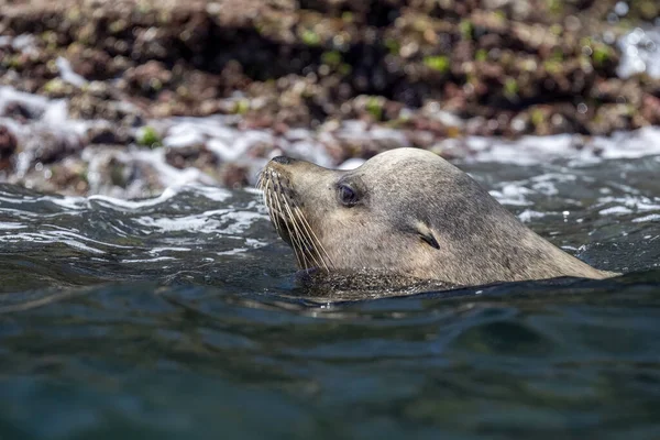 León Marino Californiano Acercándose — Foto de Stock