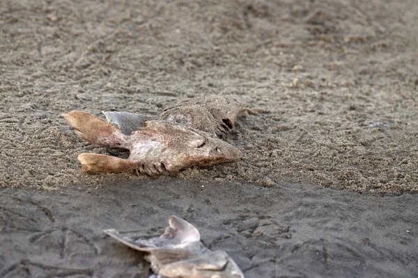 Många Döda Hajhuvuden Stranden Efter Hajfensfiske — Stockfoto